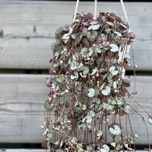 Ceropegia woodii (Lampášik) ´SILVER GLORY´ - kont. C1L, výška 80-90 cm - závesný kvetináč